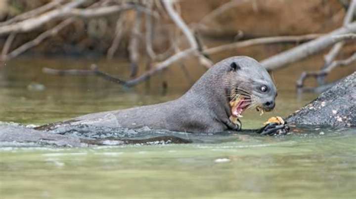 Exploring the Fascinating World of Vore Games