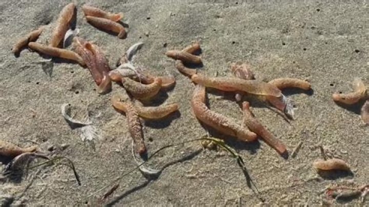 Unraveling the Mystery: Do Beach Worms Bite Your Feet?